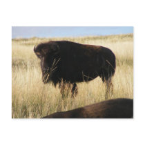 Buffalo
