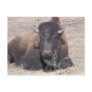 buffalo Postcard