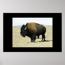 Buffalo Posters