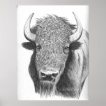 Buffalo Poster