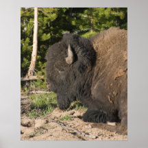 Buffalo Resting Poster