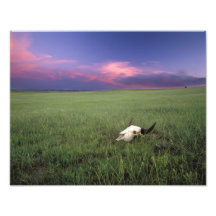 Buffalo Skull in Prairie Grass near Medora Photo Art