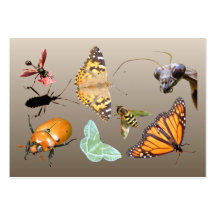 Bug Collage ~ ATC Business Card Templates