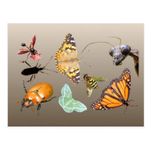 Bug Collage ~ postcard