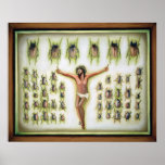 bug collection posters
