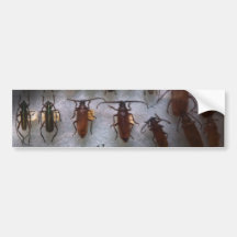 Bug Collector - So what's bugging you Bumper Sticker