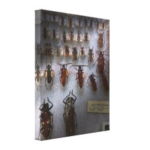 Bug Collector - So what's bugging you Canvas Prints