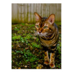 Bug Hunter Post Card
