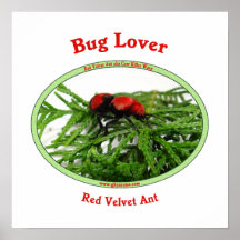 Bug Lover Red Velvet Ant Posters