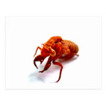bug postcard