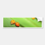 bug  spot ladybird bumper sticker