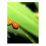 bug  spot ladybird post cards