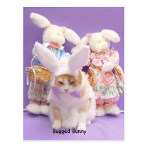 Bugged Bunny Postcard