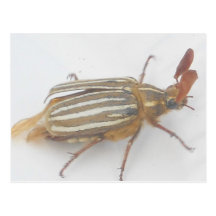 Buggy! Postcard