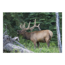 Bugling elk in Banff National Park, Canada. Photo Art