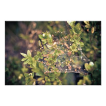 Buisson de lierre photo