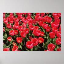 Bulb fields of Netherlands flowers Poster