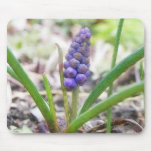 Bulb Garden - Grape Hyacinth Mousepad