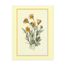 "Bulbous Crowfoot" Botanical Illustration Postcards