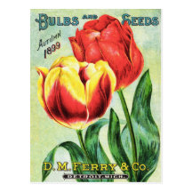 Bulbs and Seeds Red and Yellow Tulip Post Cards