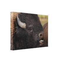 bull bison grunting stretched canvas print