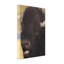 bull bison talking stretched canvas print