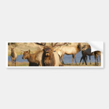 bull bugle bumper stickers