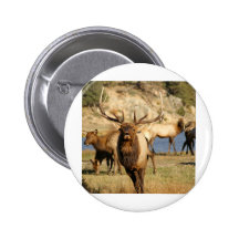 bull bugle pinback buttons