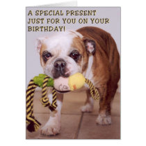 Bull dog birthday card cards