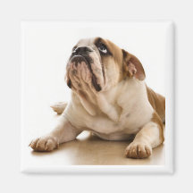 Bull Dog Magnet
