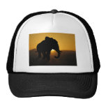 Bull elephant hats