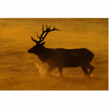 Bull Elk at Sunrise Photo Sculpture