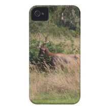 Bull Elk & Blackberries iPhone 4 Case-Mate Cases