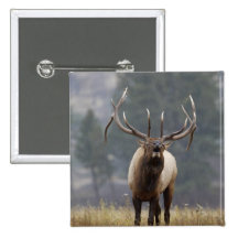 Bull Elk bugling, Yellowstone NP, Wyoming 2 Buttons