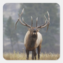 Bull Elk bugling, Yellowstone NP, Wyoming 2 Sticker