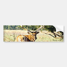 Bull Elk Bumper Sticker