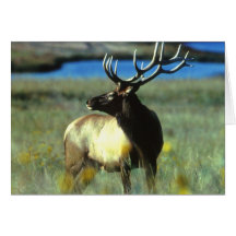 BULL ELK CARD