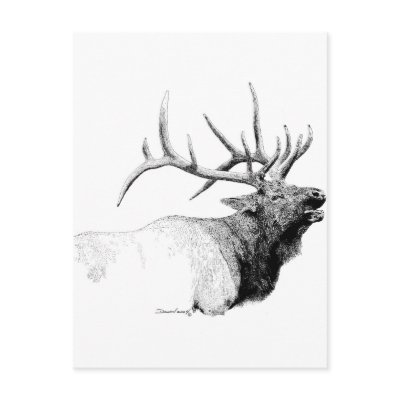 Bull Elk Postcards by WildlifeInk