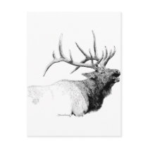 Bull Elk Postcards