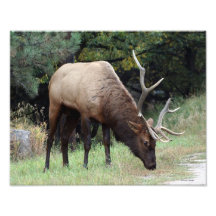 Bull Elk with Broken Antler 11x14 Photographic Print