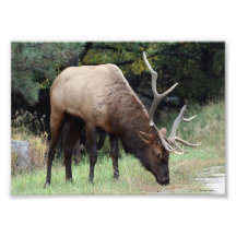 Bull Elk with Broken Antler 5x7 Photo Print
