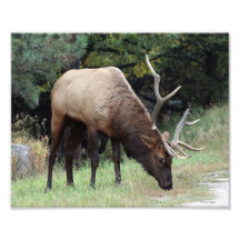 Bull Elk with Broken Antler 8x10 Photo Print