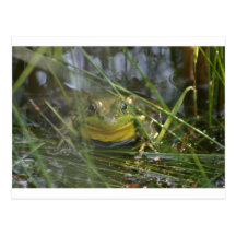 Bull Frog Post Card