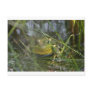 Bull Frog Post Card