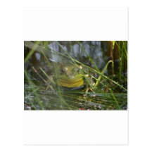 Bull Frog Postcard