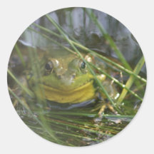 Bull Frog Stickers