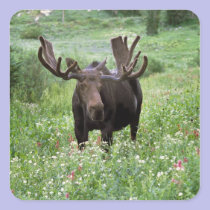 Bull moose Alces alces) in wildflowers, stickers