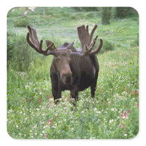 Bull moose Alces alces) in wildflowers, Square Stickers