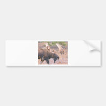BULL MOOSE BUMPER STICKERS