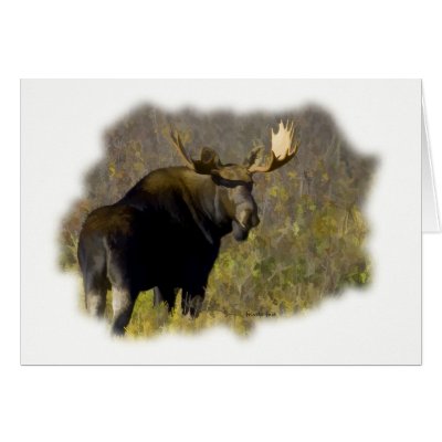 Bull Moose Greeting Cards by fasts_photo